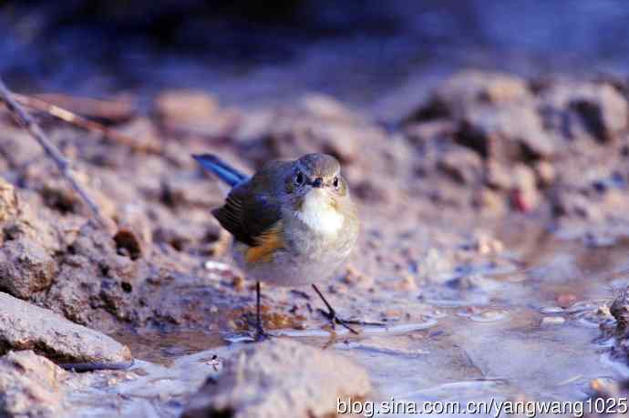 雌性红胁蓝尾鸲（37）