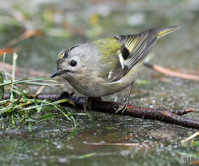 大年初五  鞭炮添堵