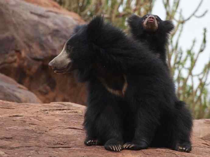 盘点十二大著名食蚁动物:懒熊 盘点十二大著名食蚁动物:懒熊