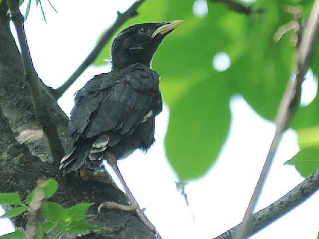 晕~ wbr这都啥鸟儿啊 晕~ wbr这都啥鸟儿啊