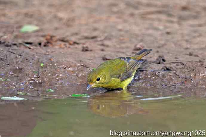 洗浴的绿背姬鶲