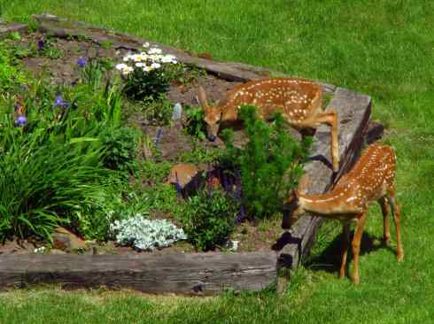 小鹿斑比姐妹俩