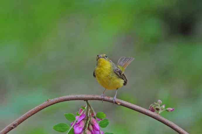 雌性绿背姬鶲(12) 雌性绿背姬鶲(12)
