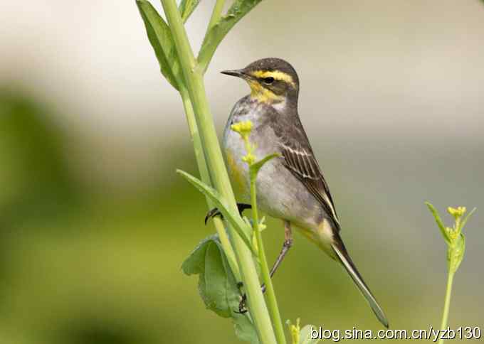 深港拍鸟新纪录（14）鈥斺敾汽n鸰（组图）