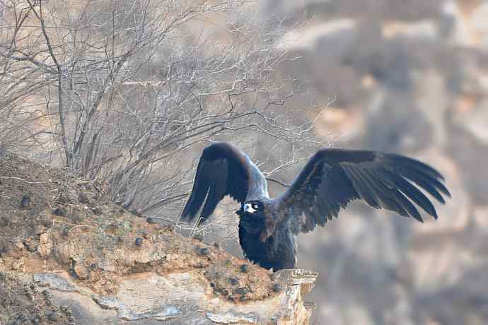 峡谷中拍摄瞬间起飞的秃鹫