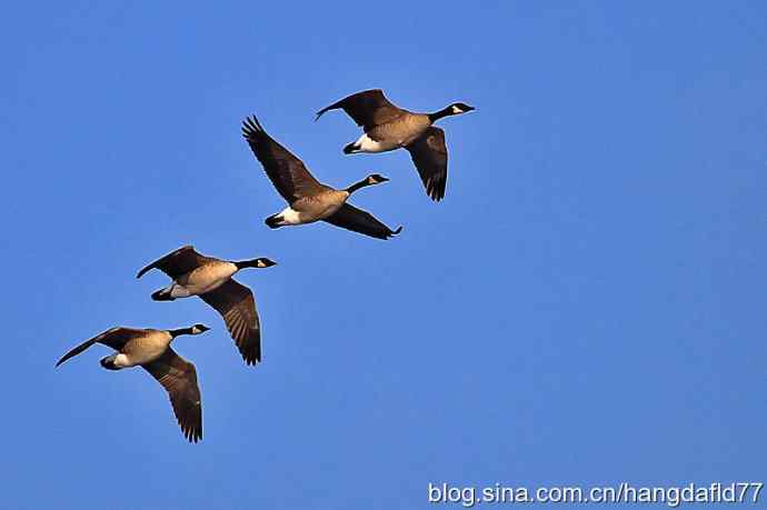 美国鸟类摄影——一行大雁上青天