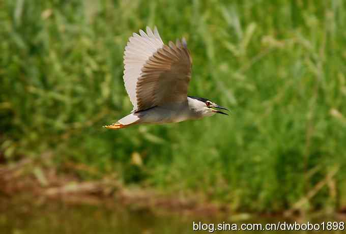 野鸭湖夏季观鸟很尴嘎~