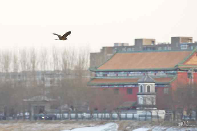 对黑耳鸢K07-012837的12次记录 对黑耳鸢K07-012837的12次记录