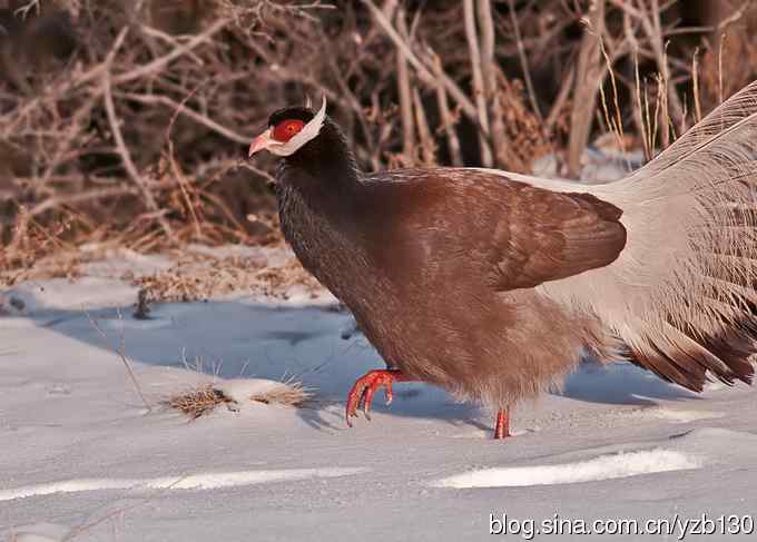 闪亮登场&bull;褐马鸡&bull;国家一级（组图，20张图片）