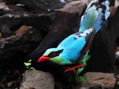 美丽无罪：雀鸟之绿鹊