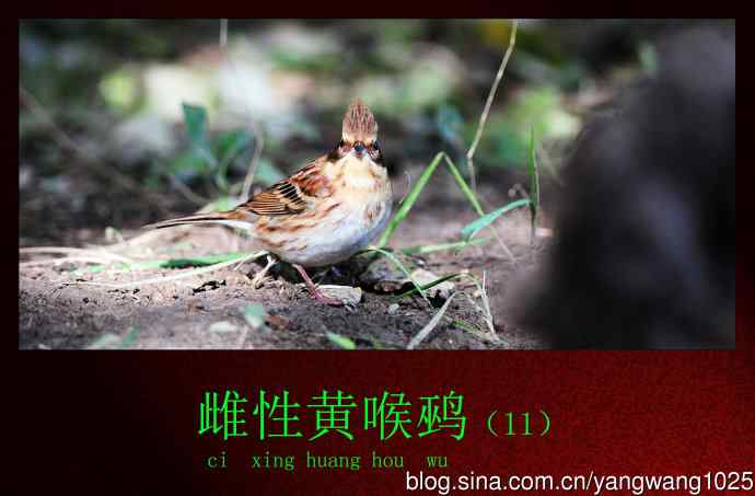 雌性黄喉鹀（11）