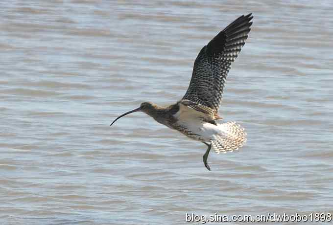 浅水湾：观日出赏美杓