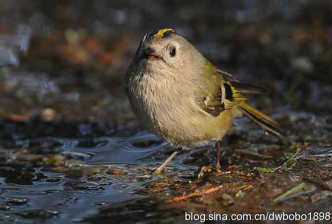 戴菊迎春 戴菊迎春