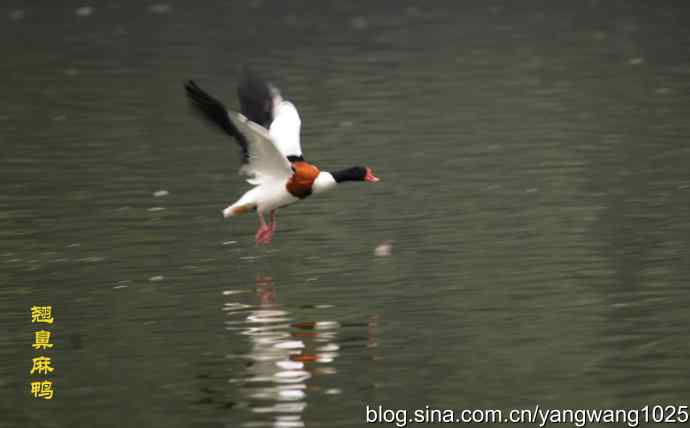 雨前、雾中拍水禽（十月十日杂片纪实）