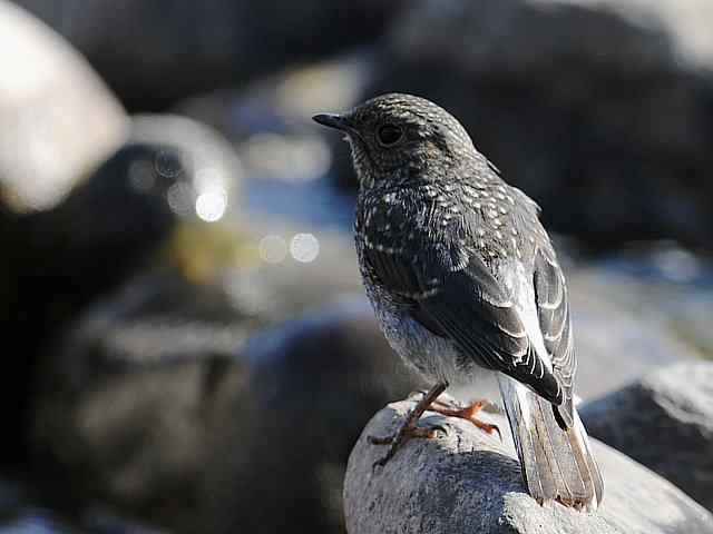 十渡有鸟初长成 wbr. wbr养在溪边人尽识