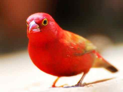 极品红色鸟类：红嘴火雀