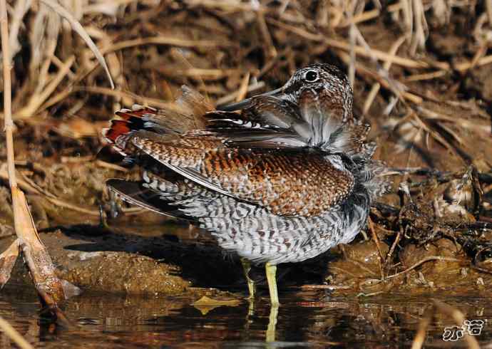 白河峡谷 wbr路 wbr孤沙锥(沐浴梳羽版) 白河峡谷 wbr路 wbr孤沙锥(沐浴梳羽版)