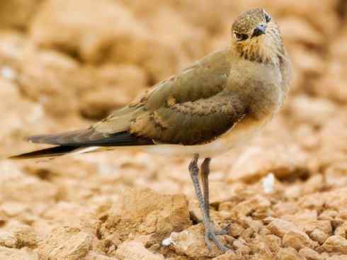 雀鸟也彪悍：与鳄共舞（埃及鸻）