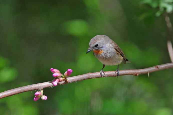 雄性红喉姬鹟（6）