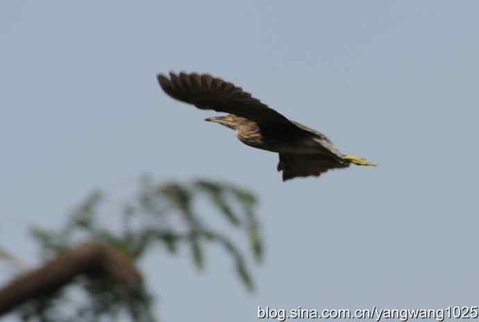 夜鹭与鹈鹕（抓拍）
