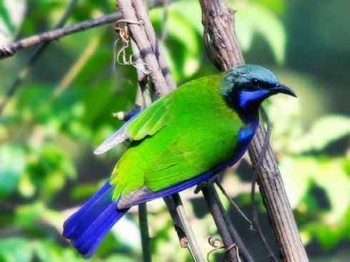 美丽无罪：雀鸟之叶鹎