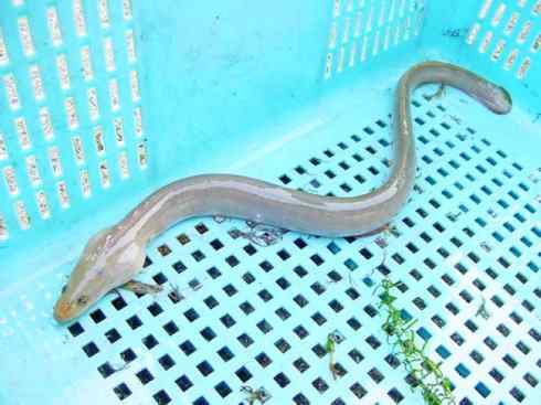 自然奇观：动物大迁徙(鳗鱼)