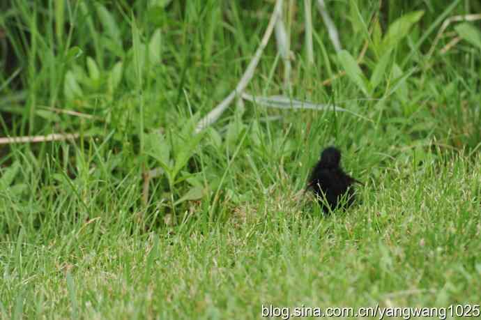 北京奥林匹克公园的鸟类——黑水鸡 2