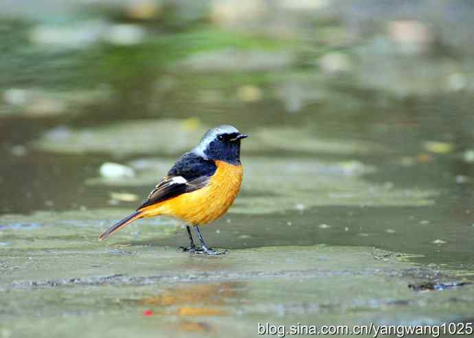 雄性北红尾鸲（5）