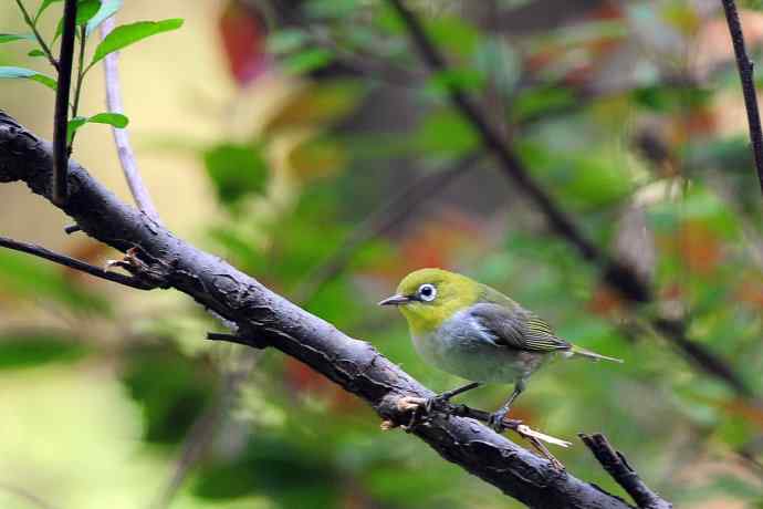 红胁绣眼鸟（8）