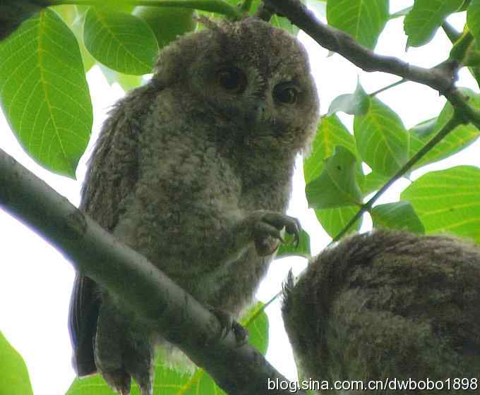 植物园六月的花鸟