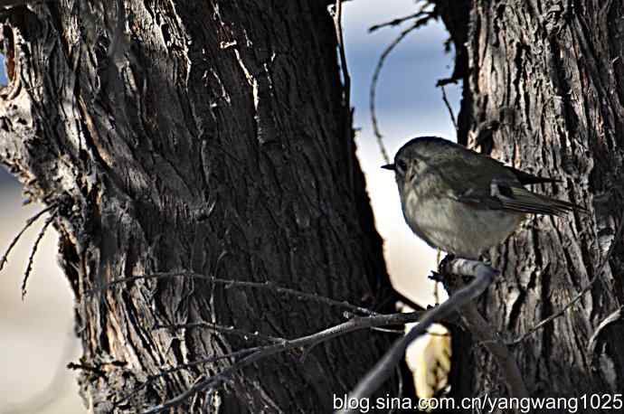 柏树丛中的戴菊 wbr2 柏树丛中的戴菊 wbr2