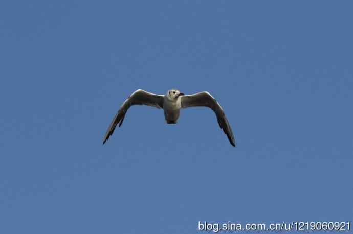 红嘴鸥（第一夏）