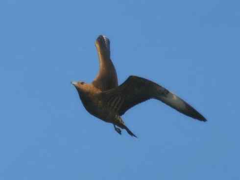 天生猎手：非猛禽类猎手（渡鸦、秃鹳）