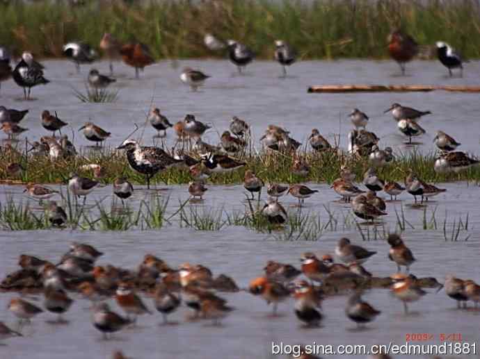 处女下海   施华望远鏡SW80HD打鸟