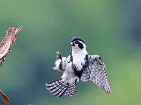 鸟类之最：小隼