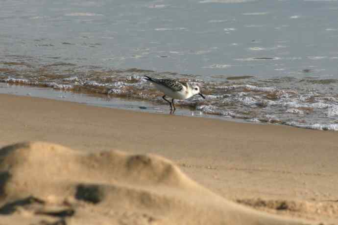 摄鸟拾趣（五） wbr三趾鹬 wbr2008.09