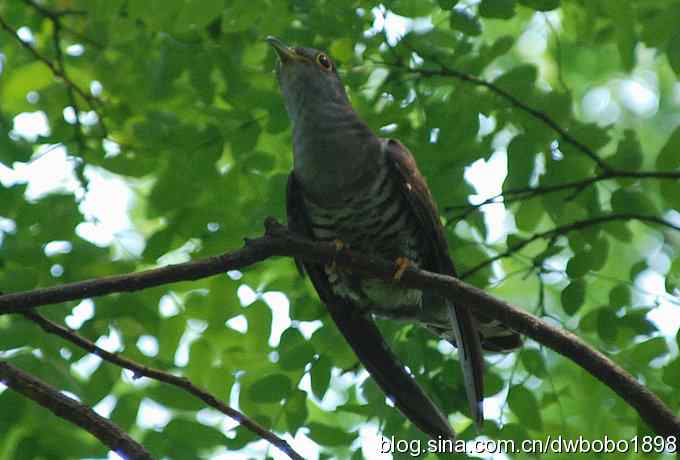夏日欢鸣的四声杜鹃
