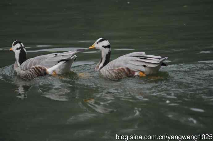 飞 wbr(雾拍水禽湖 wbr杂片) 飞 wbr(雾拍水禽湖 wbr杂片)