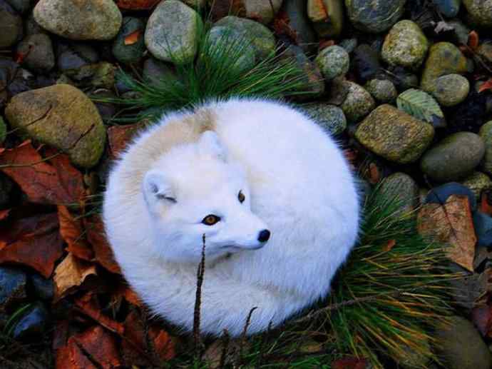 犬科：狐亚科之北极狐（雪鸮、雷鸟）