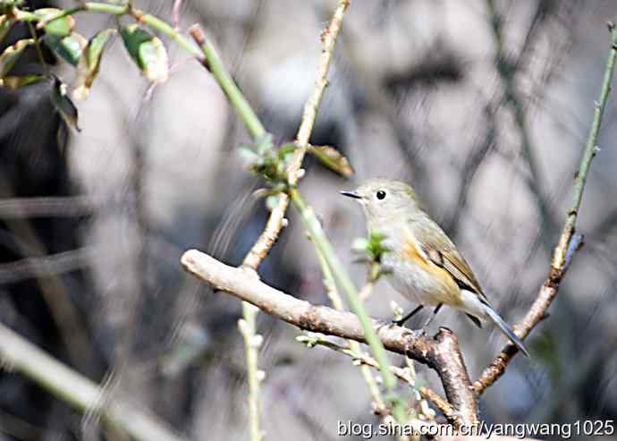 北京动物园的鸟类——红胁蓝尾鸲（雌性）