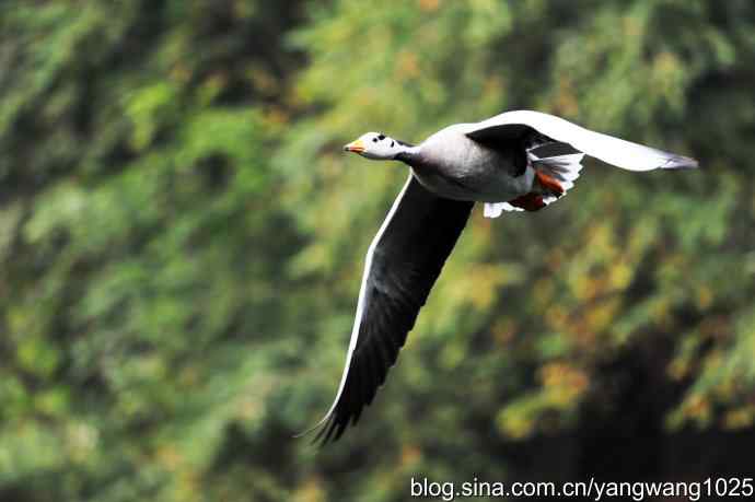 斑头雁（抓拍）4