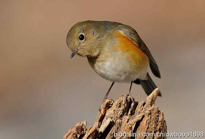 这个红红很有趣儿