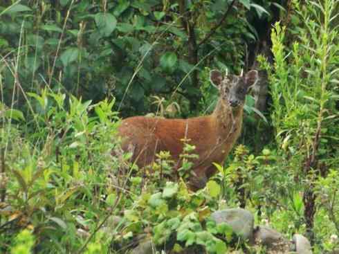 麒麟：传说的兽原型探秘（白尾鹿）