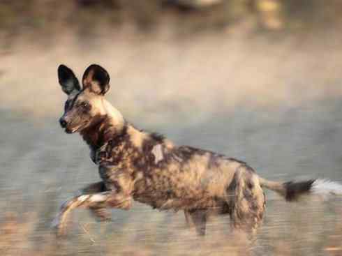 犬科：薮犬亚科非洲野犬属之非洲野犬