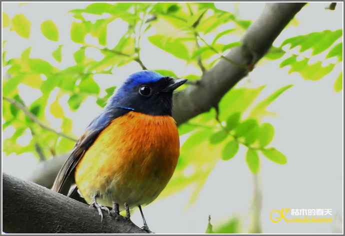 一组鸟片（3月25日）