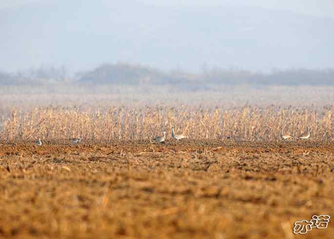 官厅水库的大鵟&nbsp;wbr&nbsp;wbr不老屯的大鸨
