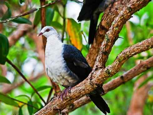 白头鸟系列：另类的美丽11（鸠鸽）