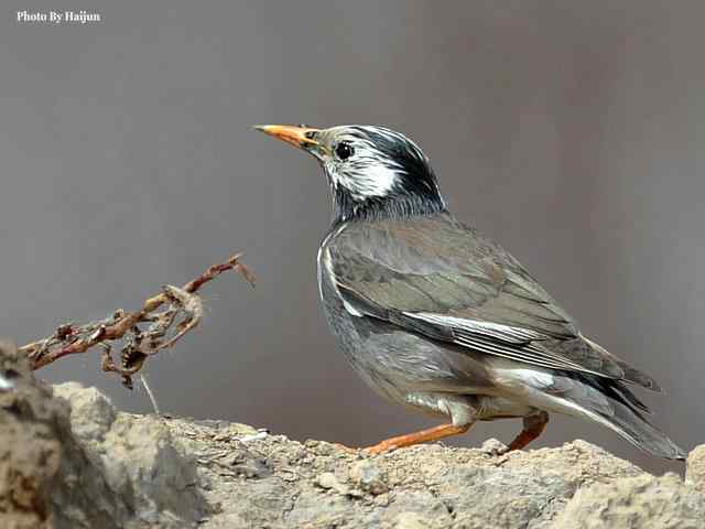 野鸭湖拍摄纪实(黄头鹡鸰及其它) 野鸭湖拍摄纪实(黄头鹡鸰及其它)