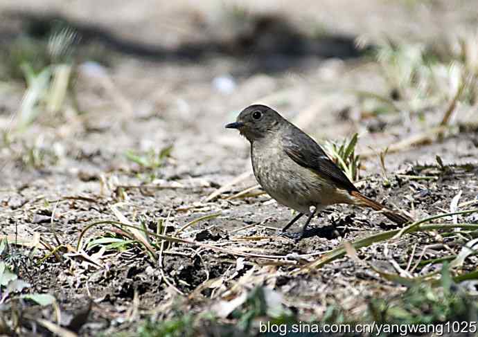 自然和谐的日坛公园（北红尾鸲）