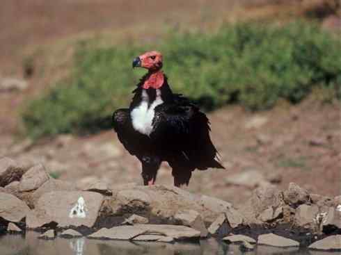 鸟类之最:大秃鹫